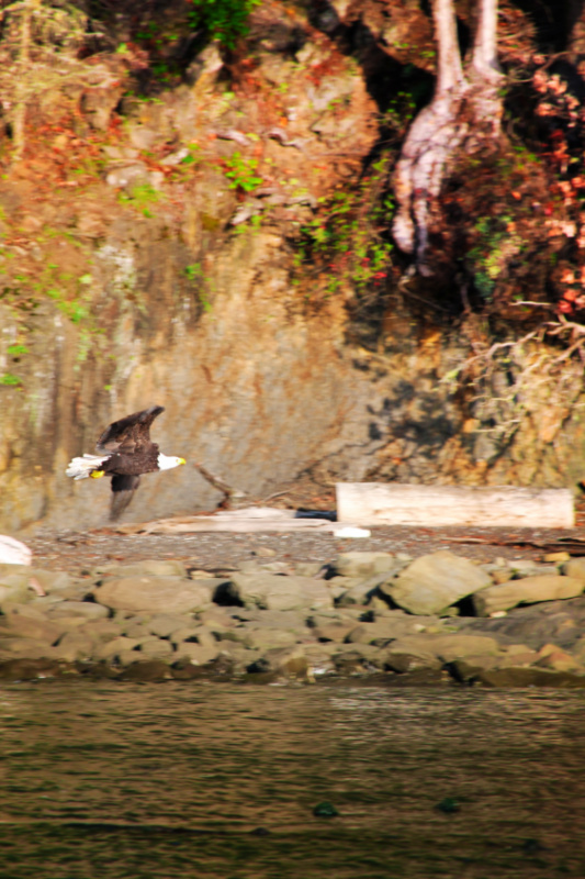 Bald Eagle flying along coastal cliff