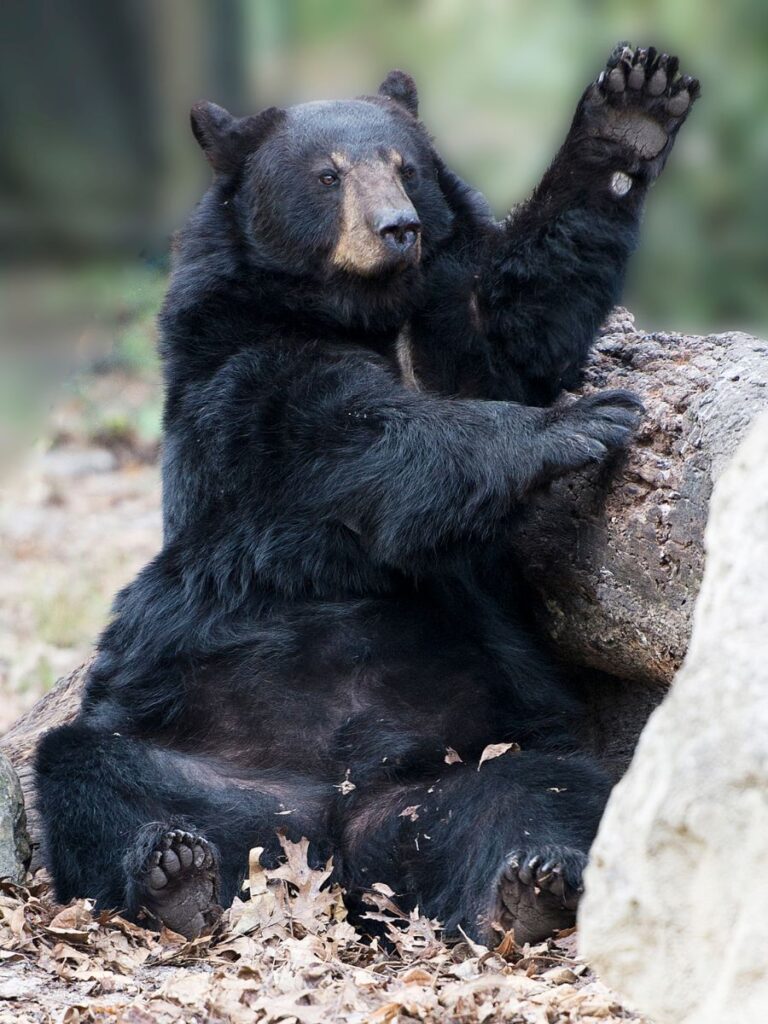 Black Bear Eating and Enjoying Its Surrounding ins Maine