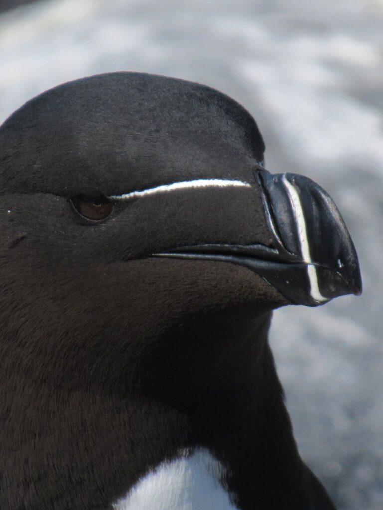 Closeup of a Razorbill on Machias Seal Island in Maine