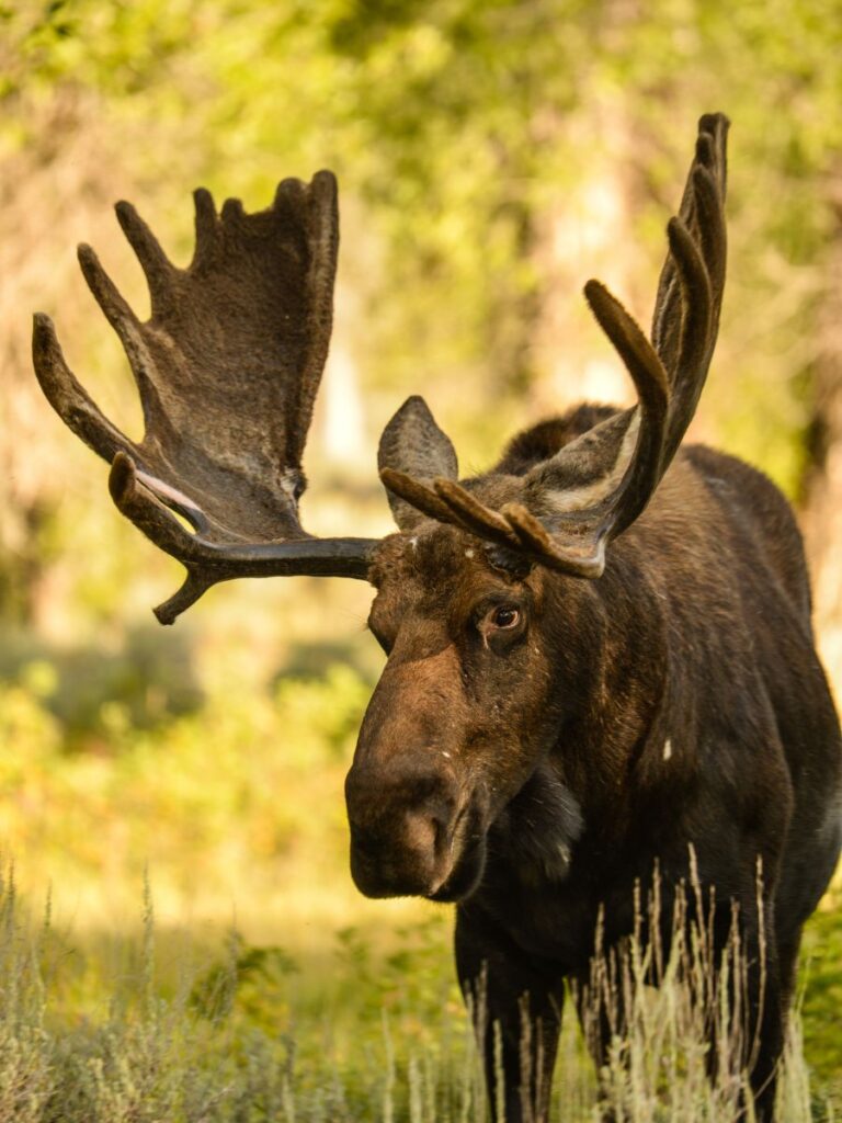 Majestic-Bull-Moose-in-Maine-with-Full-Rack-of-Antlers