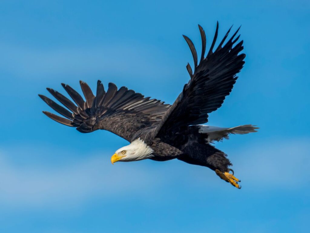 Majestic Eagle In Flight With Large Wingspan