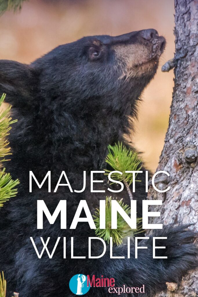 Tips for Seeing the Best Majestic Wildlife in Maine