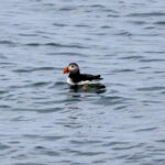 Atlantic Puffin at Easter Egg Rock cruise from Boothbay Harbor MidCoast Maine 1