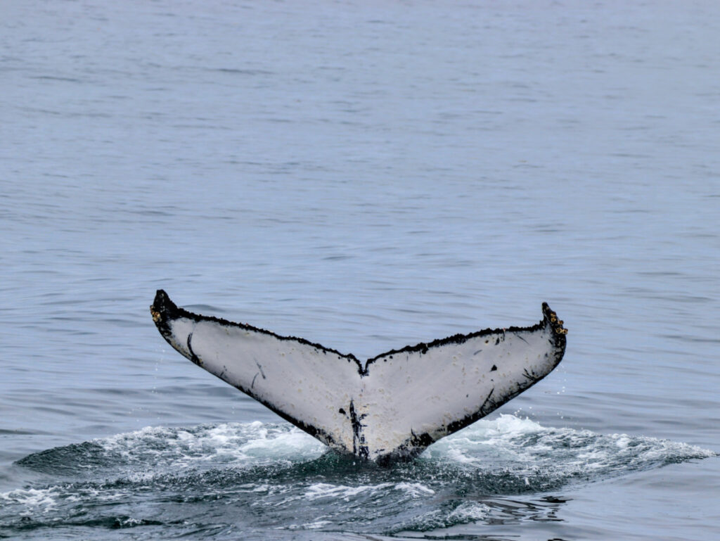 Humpack Whale Fluke in Casco Bay on cruise from Boothbay Harbor MidCoast Maine 1