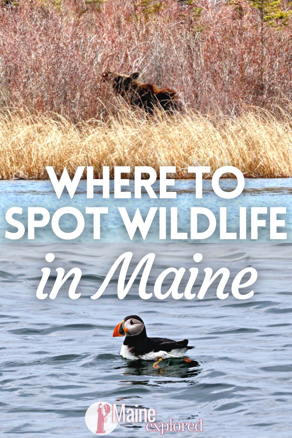 There is a lot of wildlife in Maine if you are patient and know where to look. Between unique animals, including moose and puffins, and more common but still amazing wildlife, such as black bears, this guide will help you spot them all (with some luck!).