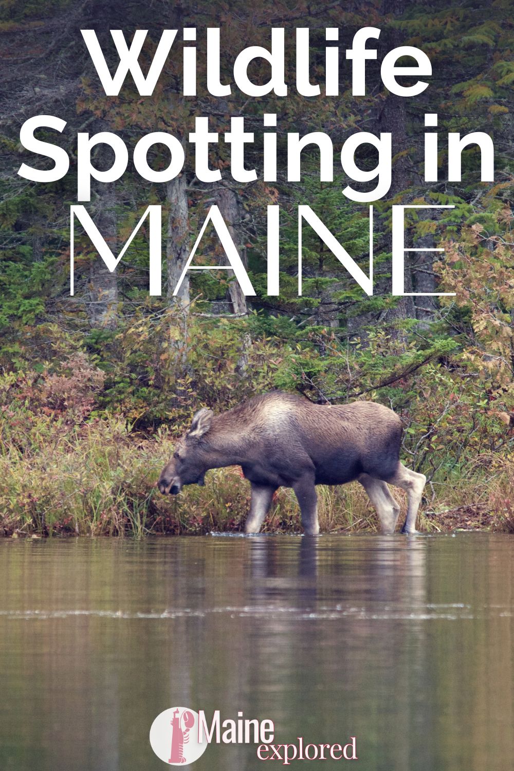 There is a lot of wildlife in Maine if you are patient and know where to look. Between unique animals, including moose and puffins, and more common but still amazing wildlife, such as black bears, this guide will help you spot them all (with some luck!).