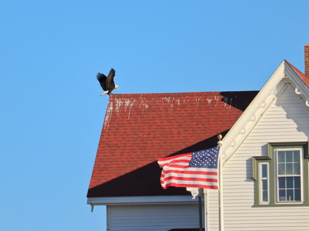 Bald Eagle landing on Cape Neddick Nubble Lighthouse York Maine 1