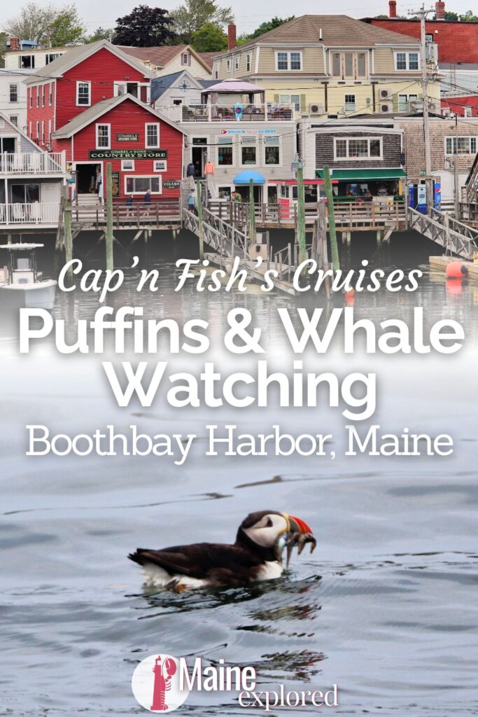 Whale watching from Boothbay Harbor is more than seeing humpbacks in Casco Bay. Between Atlantic puffins, whales of all sorts and several lighthouses, see what you'll find when you go out with Cap'n Fish's in MidCoast Maine.