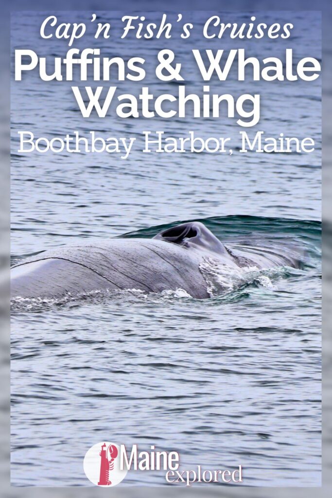 Whale watching from Boothbay Harbor is more than seeing humpbacks in Casco Bay. Between Atlantic puffins, whales of all sorts and several lighthouses, see what you'll find when you go out with Cap'n Fish's in MidCoast Maine.