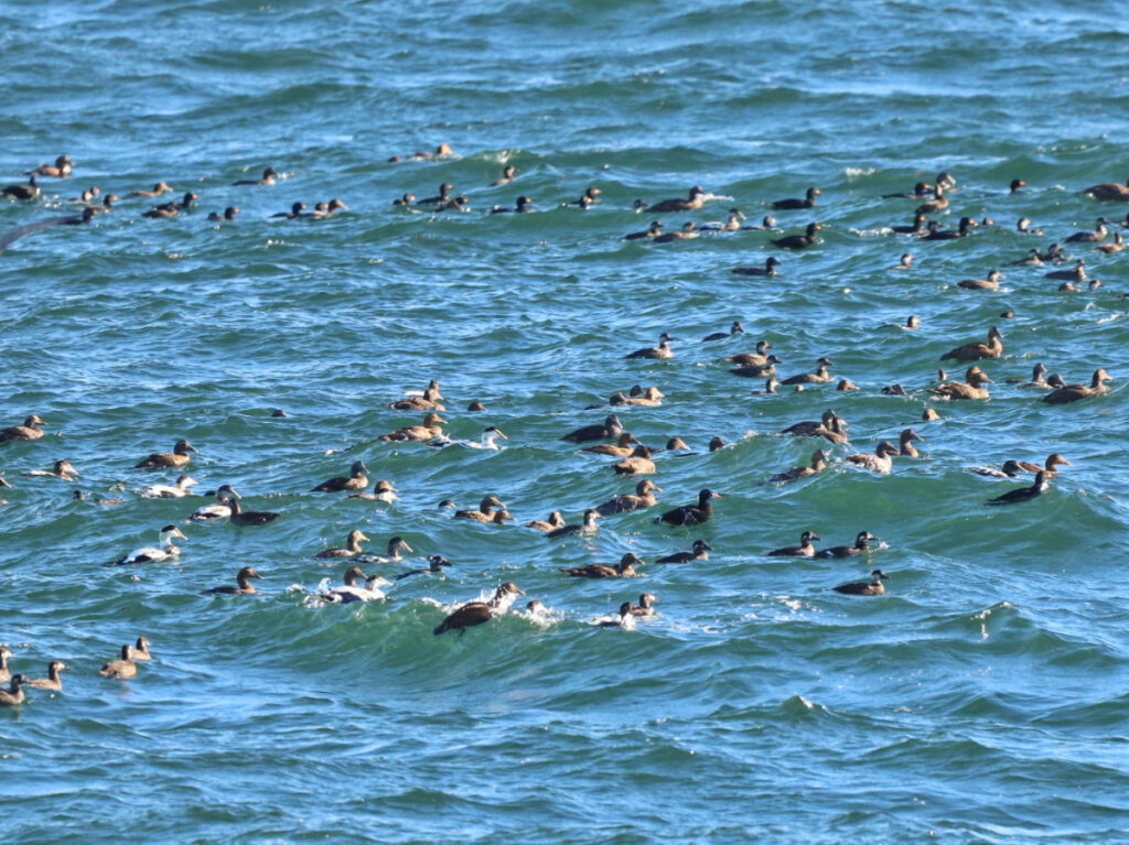 Flock of Eider Ducks at Cape Neddick Nubble Lighthouse York Maine 1