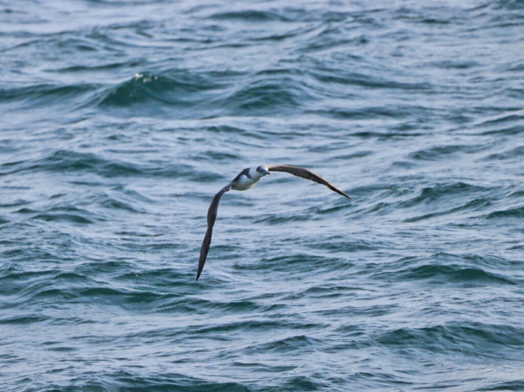 Flying Gannet from Maine State Ferry to Matinicus Island MidCoast Maine 1