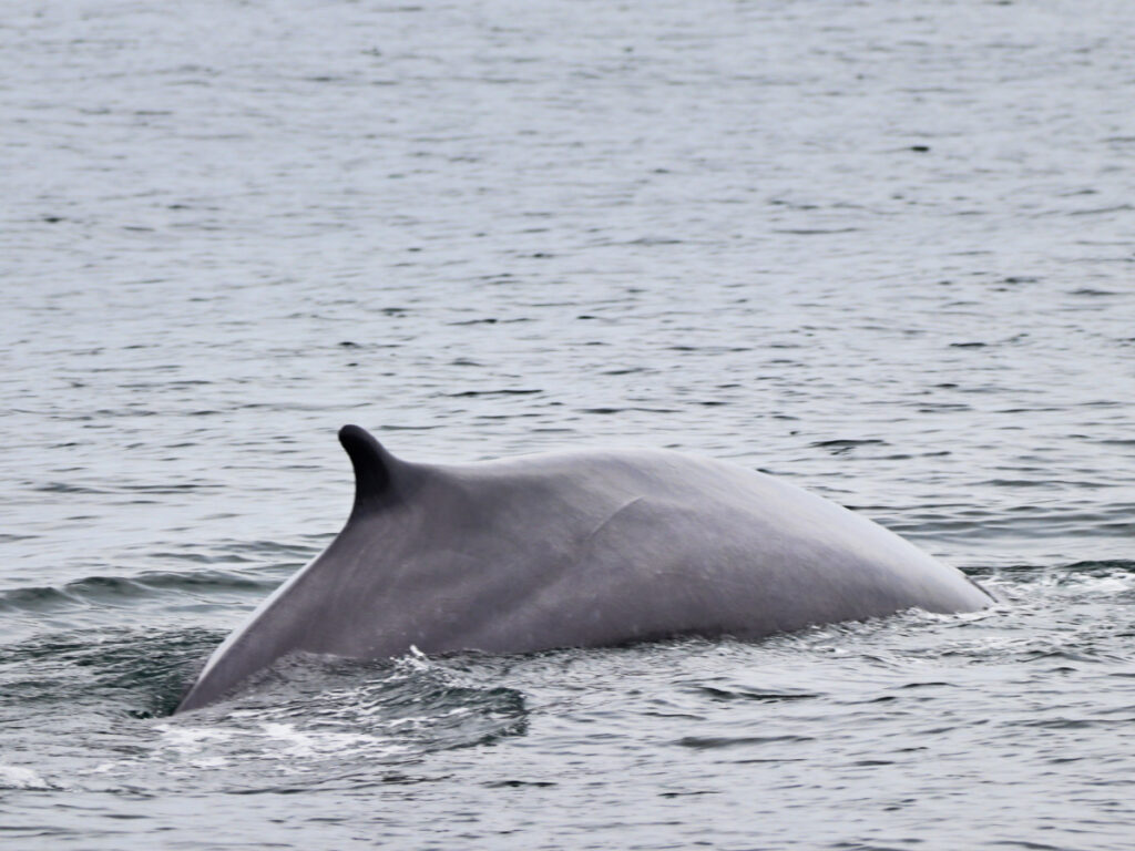 Humpback Whale in Casco Bay on cruise from Boothbay Harbor MidCoast Maine 3