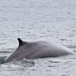 Humpback Whale in Casco Bay on cruise from Boothbay Harbor MidCoast Maine 3