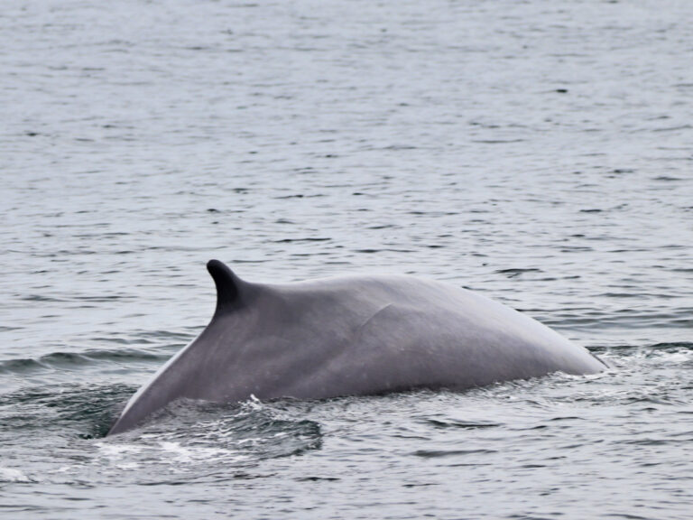 Humpback Whale in Casco Bay on cruise from Boothbay Harbor MidCoast Maine 3