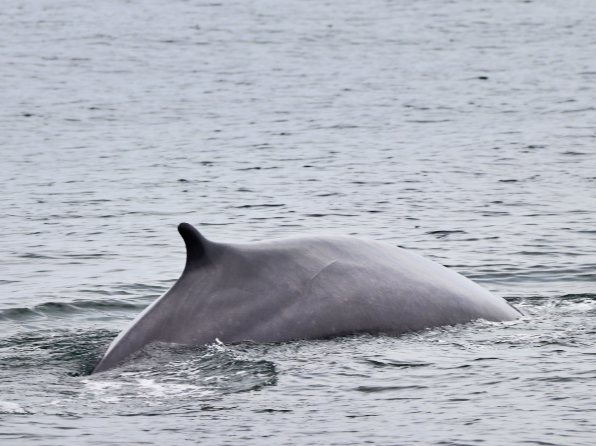 Humpback Whale in Casco Bay on cruise from Boothbay Harbor MidCoast Maine 3