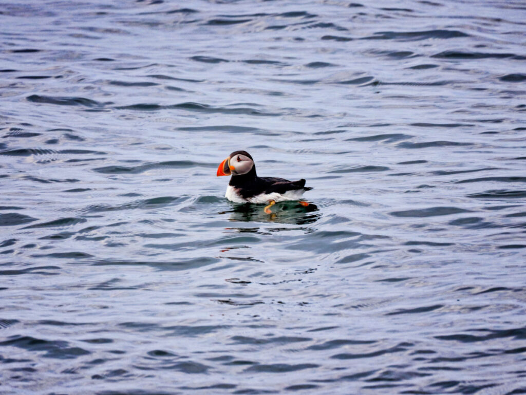 Puffins at Easter Egg Rock MidCoast Maine 7