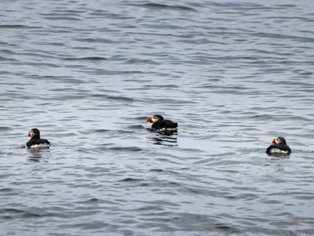 Three Atlantic Puffins at Easter Egg Rock from Capn Fishs Whale Watching Tour Boothbay Harbor Maine 6