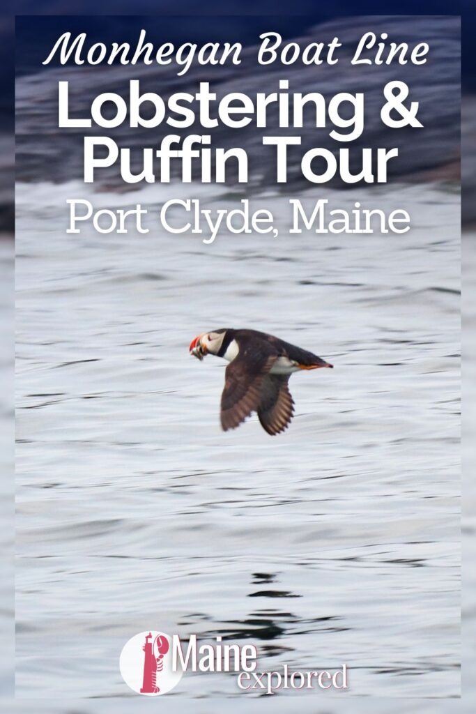 Monhegan Boat Line does the coolest boat tour in MidCoast Maine: the Puffin and Nature Cruise that includes lobstering! See what to expect on this unique summer tour to look for puffins, see Wyeth sights and learn about lobstering from Port Clyde (Rockland) Maine.
