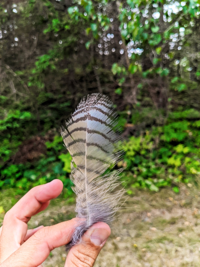 Owl Feather at Owls Head Lighthouse Rockland Maine 1