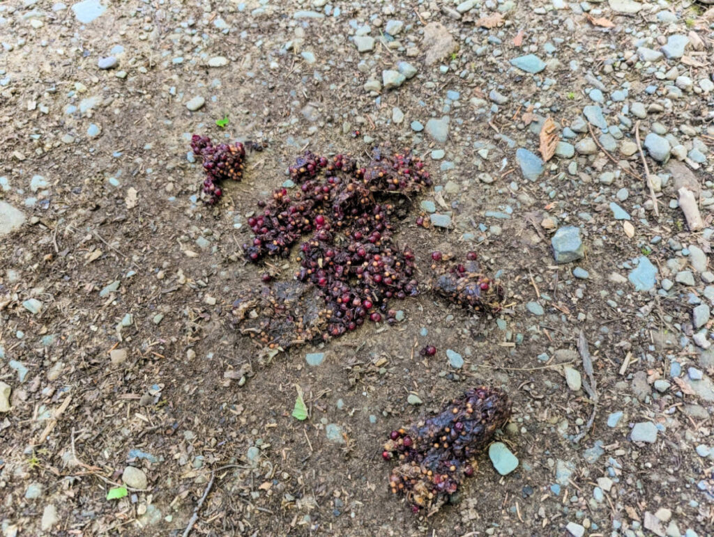 Bear Scat on trail in Baxter State Park Millinocket Maine 1