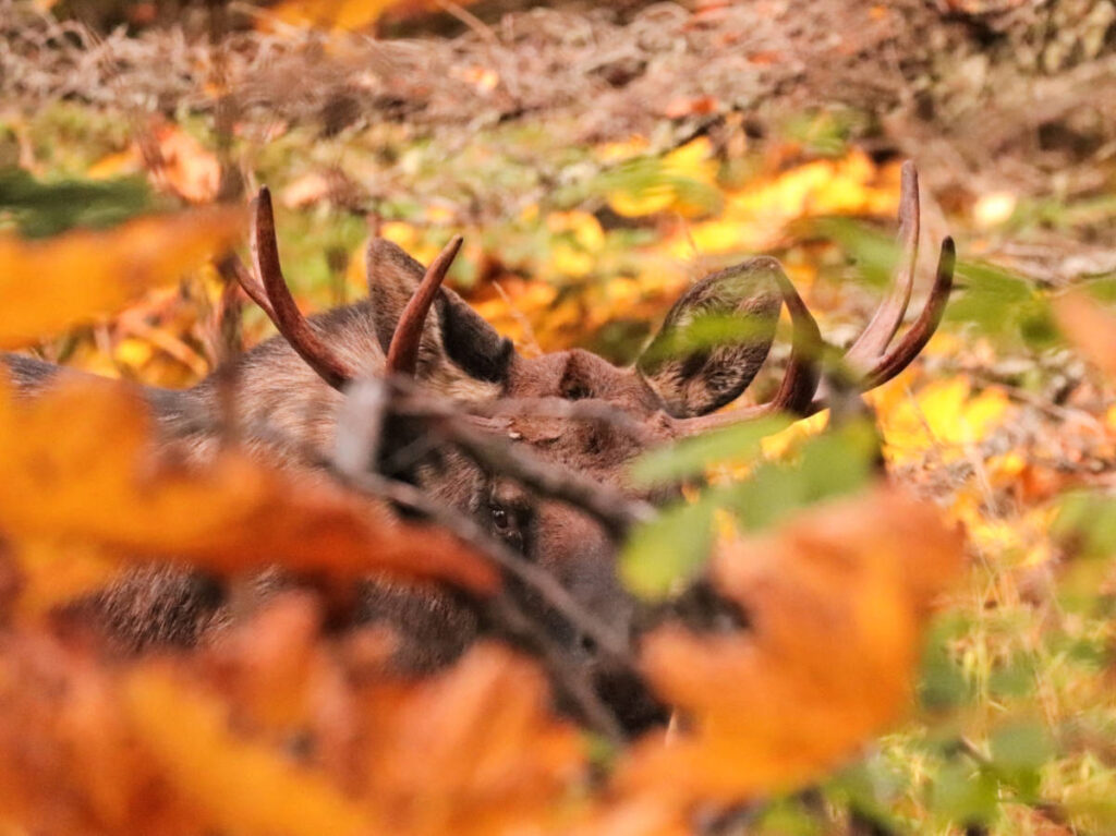Bull Moose entering forest in Kokadjo Moosehead Lake Maine 5