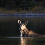 Cow Moose in pond in Kokadjo Moosehead Lake Maine 1