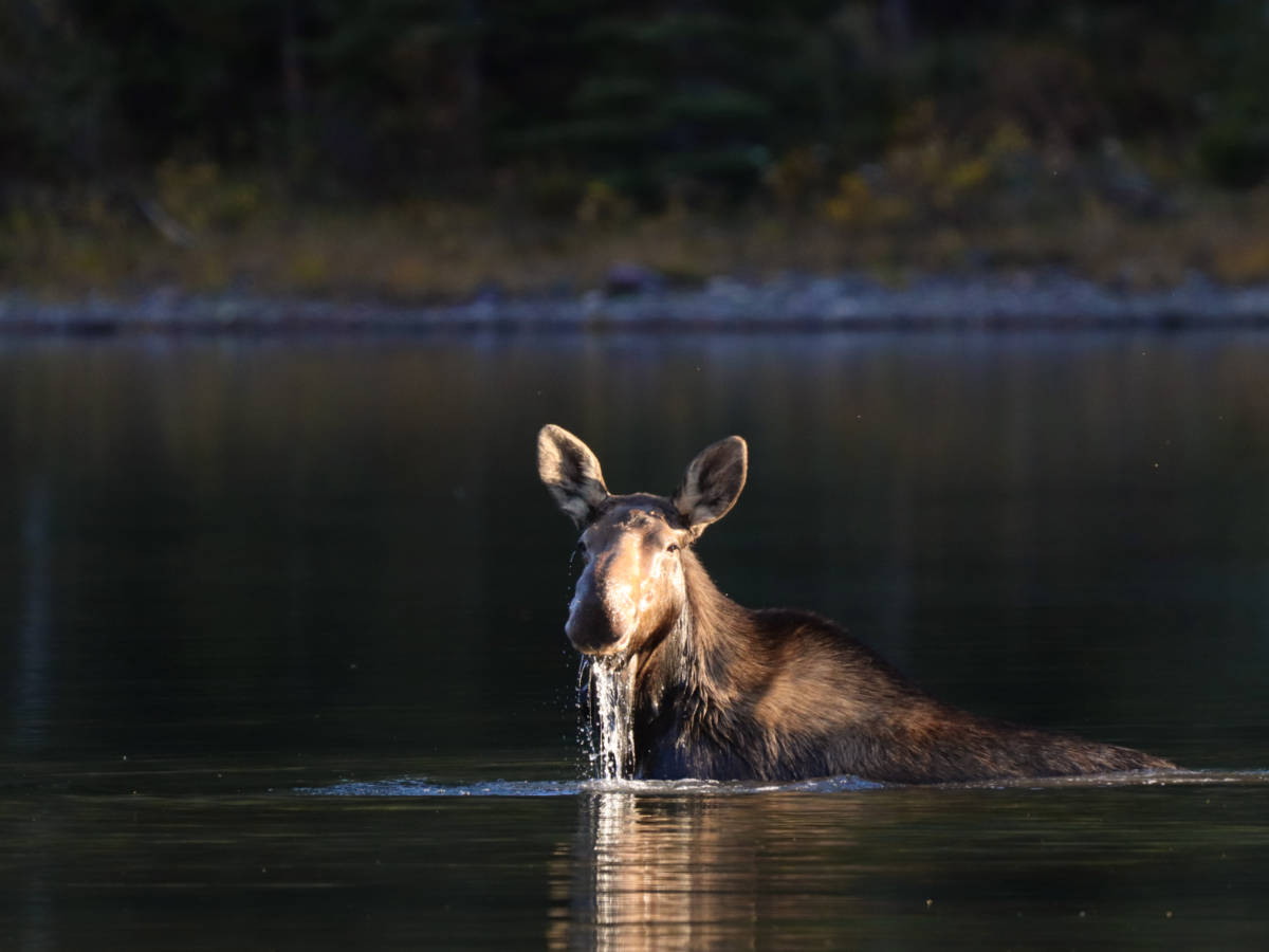 Canoe Moose Tours with Northeast Whitewater in Greenville, Maine