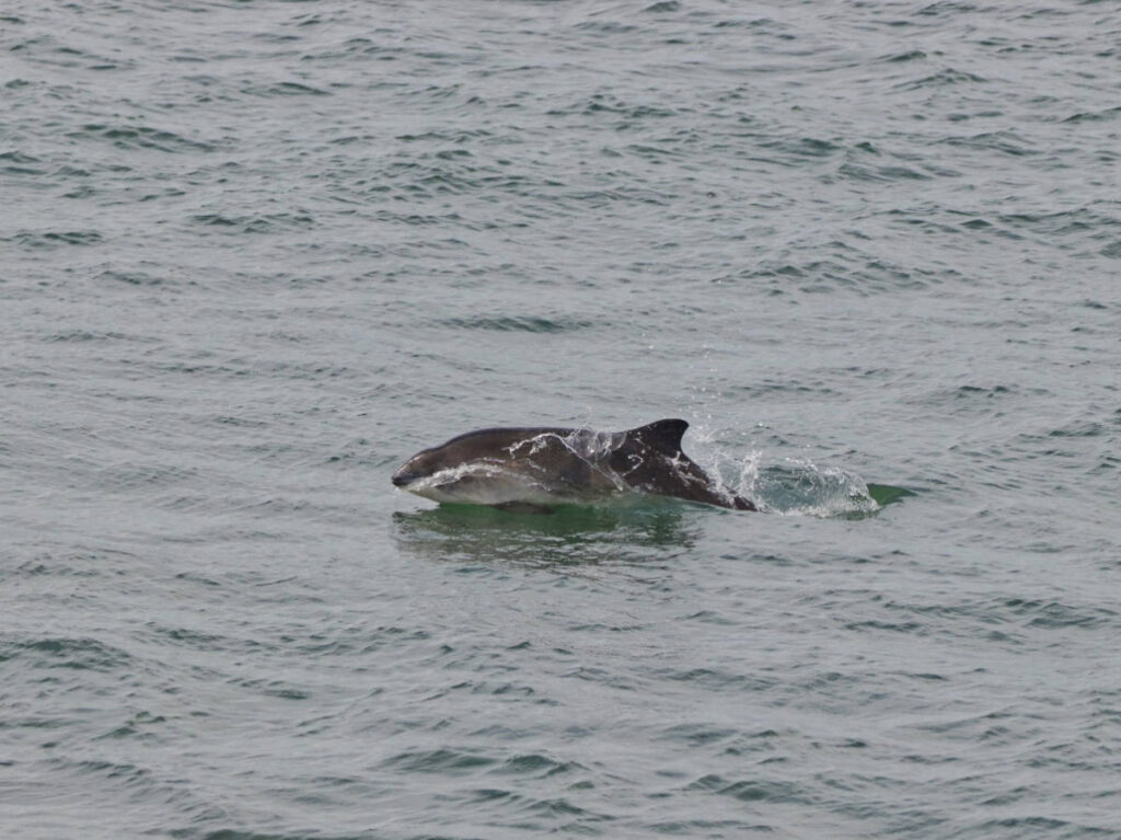 Harbor Porpoise from Bar Harbor Whale Watching Lighthouse Cruise 1