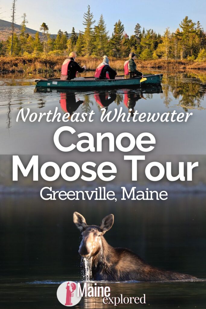 One of the most beautiful ways to see a moose in Maine is through a canoe moose tour. Wildlife goes where it wants to, but doing a guided tour with Northeast Whitewater to look for moose is a special, sort of trip. See what to expect and how to plan a wildlife watching expedition in Greenville, Maine.