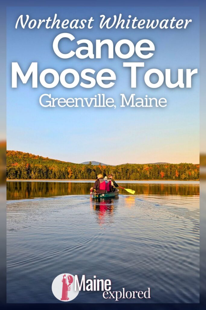 One of the most beautiful ways to see a moose in Maine is through a canoe moose tour. Wildlife goes where it wants to, but doing a guided tour with Northeast Whitewater to look for moose is a special, sort of trip. See what to expect and how to plan a wildlife watching expedition in Greenville, Maine.