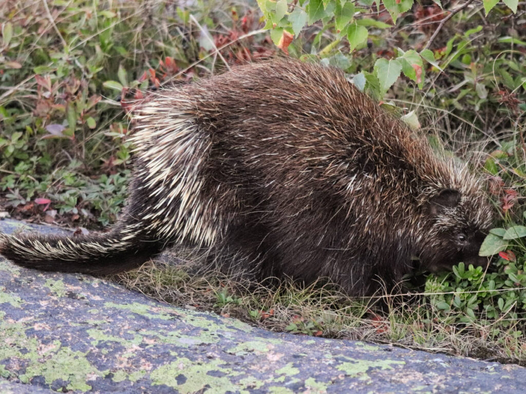 Porcupine on Cadillac Mountain in Acadia National Park Bar Harbor Maine 1