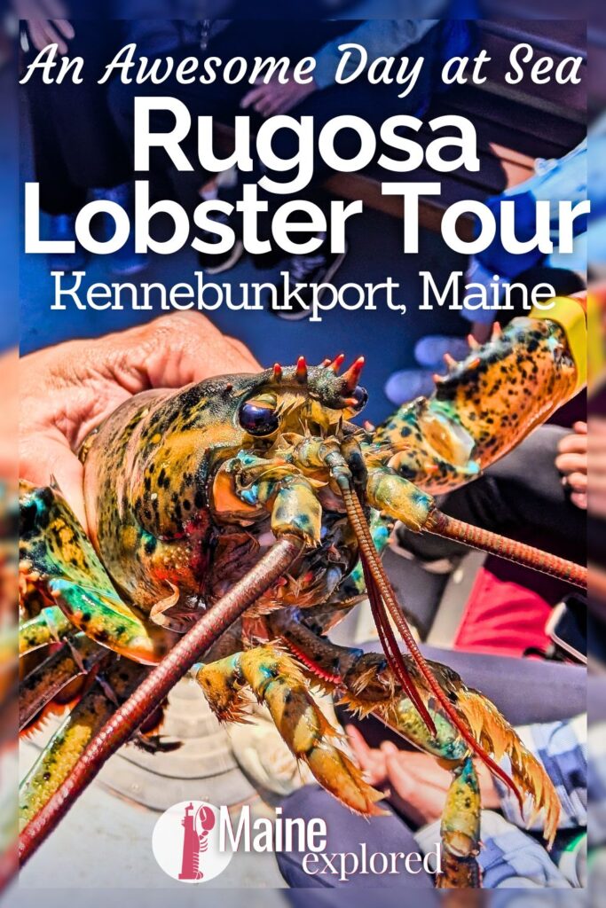 The Rugosa Lobster Tour from Kennebunkport is a fun way to get out on the water and learn all about lobstering. From pulling lobster traps and banding them to spotting wildlife, this lobster boat tour is a great option to have a quintessential Maine experience in Kennebunkport.
