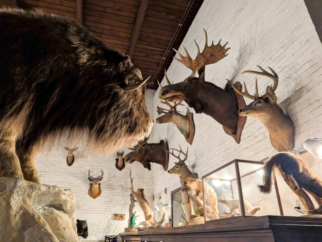 Taxidermy Mammals at LC Bates Natural History Museum Hinkley Maine 1