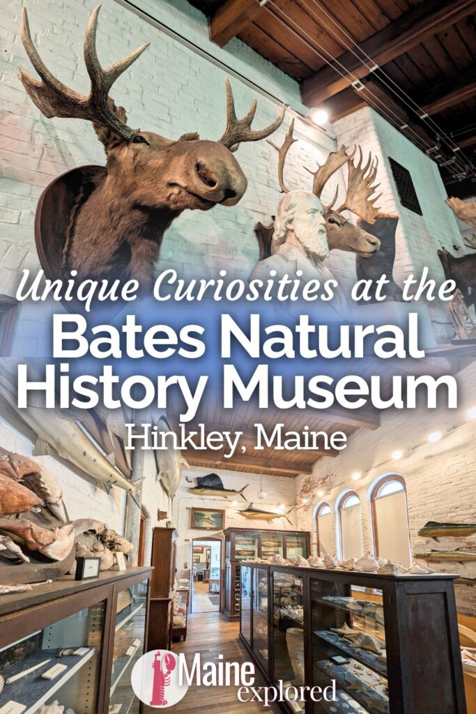 The LC Bates Natural History Museum on the way to Moosehead Lake from Portland is one of the most unusual curiosity museums we've been to. A fascinating place that feels more like a fictional science lab or mysterious library, the Bates Natural History museum is a must-stop on a Maine road trip.