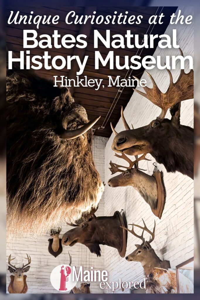 The LC Bates Natural History Museum on the way to Moosehead Lake from Portland is one of the most unusual curiosity museums we've been to. A fascinating place that feels more like a fictional science lab or mysterious library, the Bates Natural History museum is a must-stop on a Maine road trip.