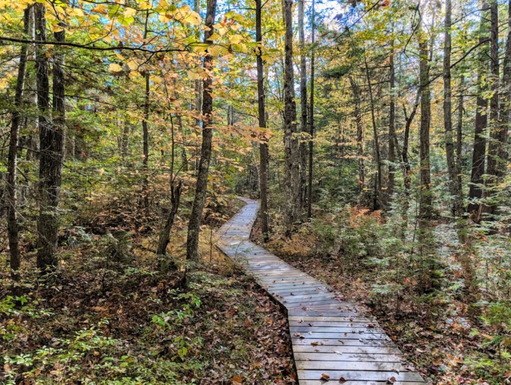 Boardwalk Trail at Saco Heath Preserve Kennebunkport Maine 2