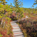 Boardwalk Trail at Saco Heath Preserve Kennebunkport Maine 4