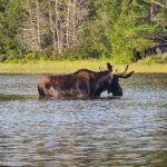 Bull Moose on Pond with Northeast Whitewater Moose Tours Greenville Maine 1