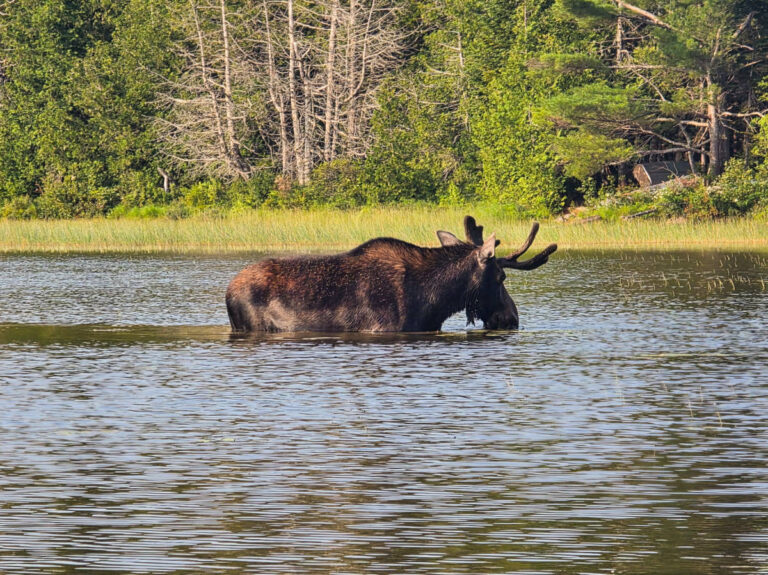 Bull Moose on Pond with Northeast Whitewater Moose Tours Greenville Maine 1