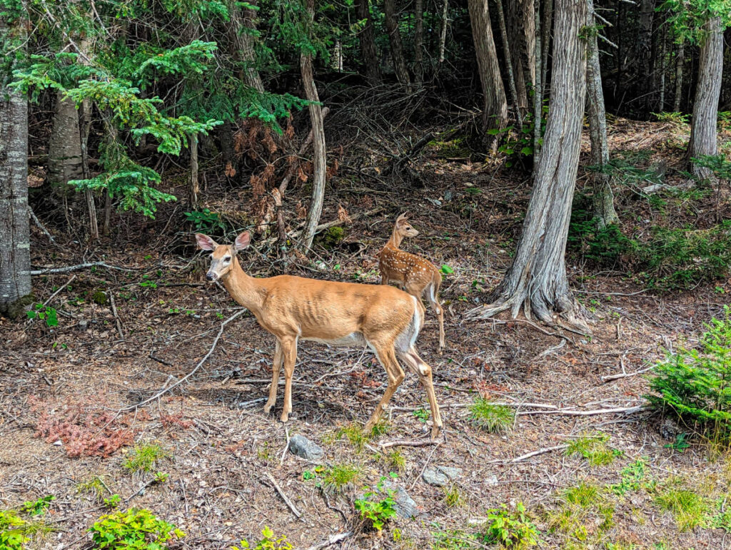 Deer at Lily Bay State Park Moosehead Lake Greenville Maine 2