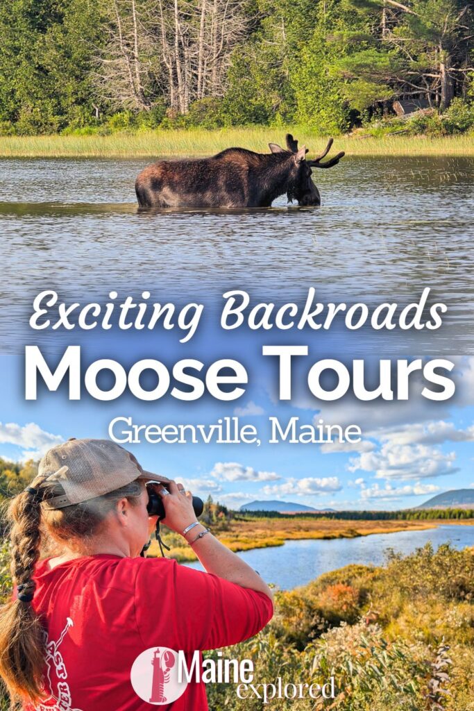 Doing a backroads moose tour in Greenville, Maine is an awesome way to get out into nature and spot the elusive and AMAZING moose of the Highlands. See what the private and group van tour to find moose is like and how you can add a moose tour to your trip to Maine.