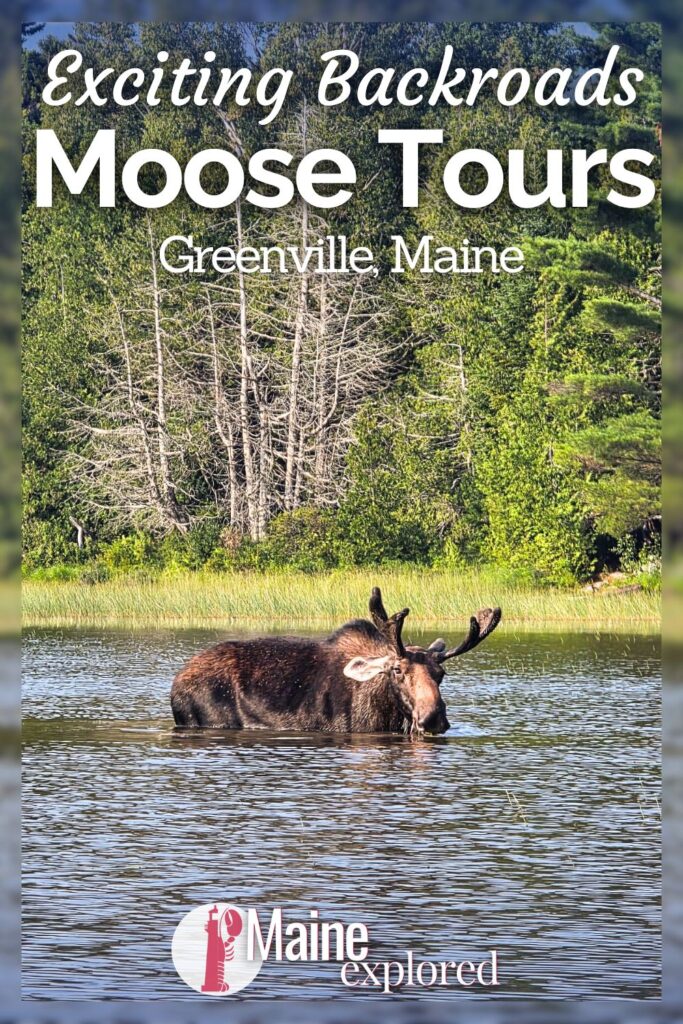 Doing a backroads moose tour in Greenville, Maine is an awesome way to get out into nature and spot the elusive and AMAZING moose of the Highlands. See what the private and group van tour to find moose is like and how you can add a moose tour to your trip to Maine.