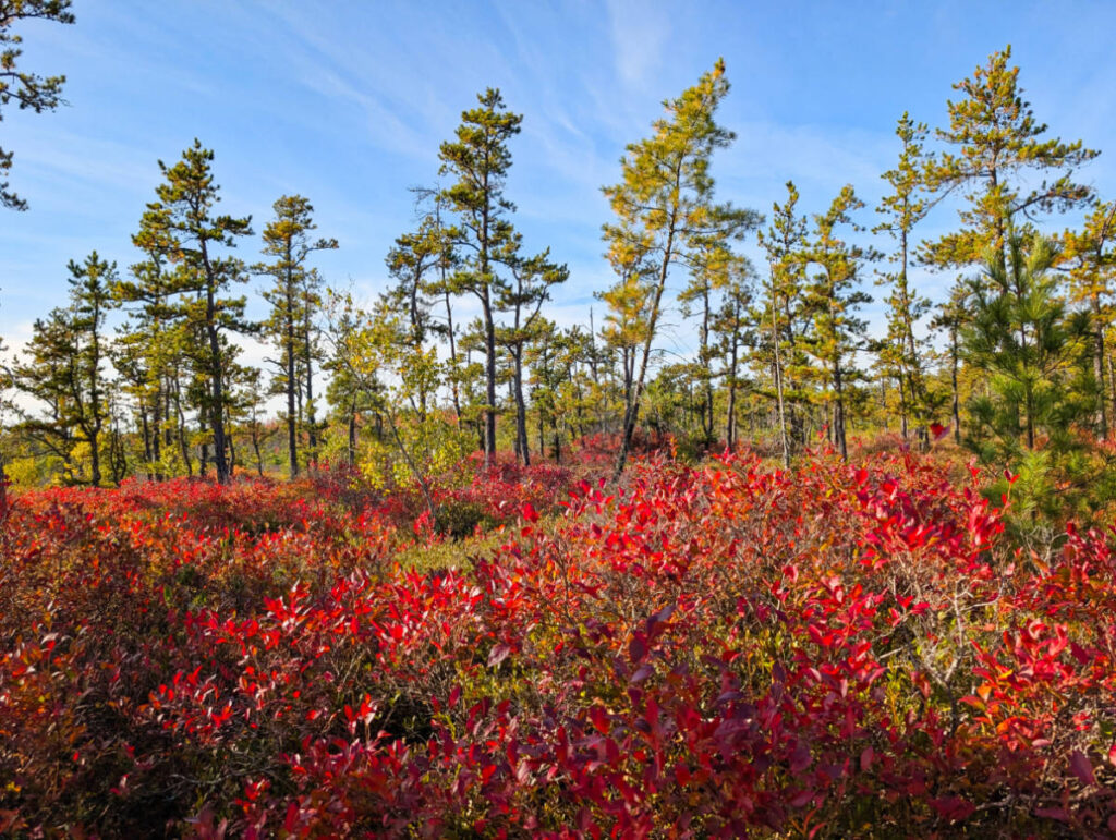 Fall Colors from Boardwalk Trail at Saco Heath Preserve Kennebunkport Maine 1