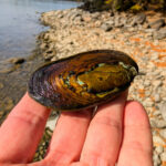 Freshwater Mussel on beach at Lily Bay State Park Moosehead Lake Greenville Maine 2