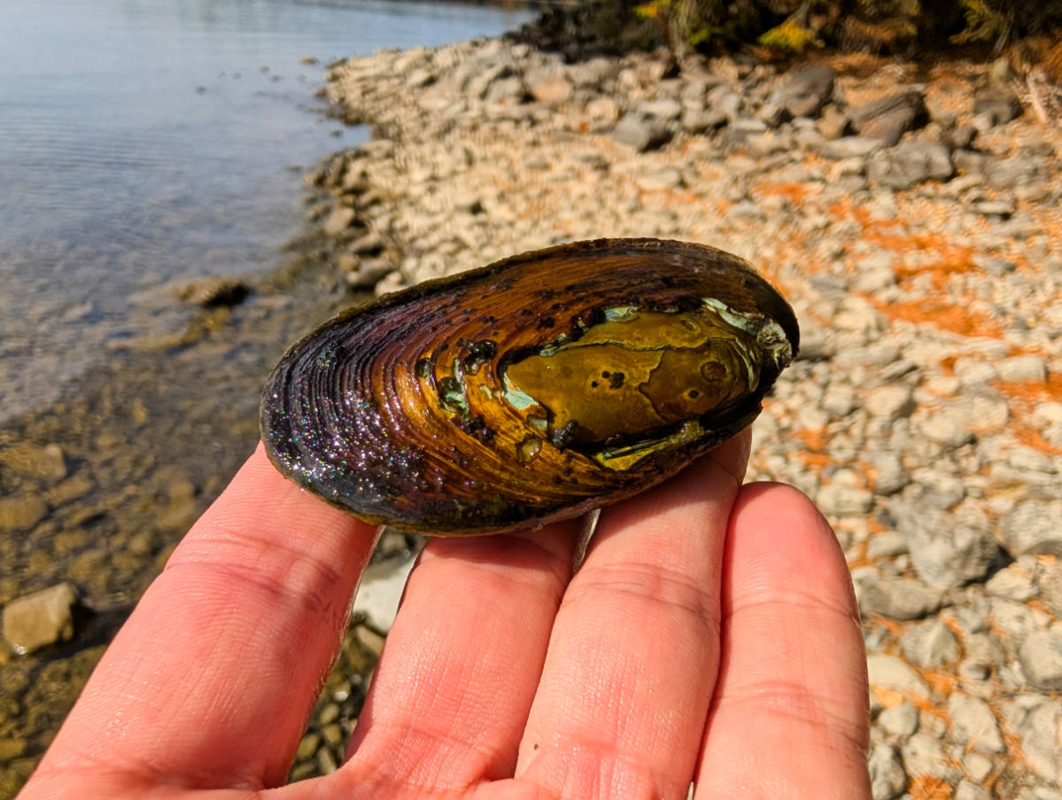 Lily Bay State Park on Moosehead Lake: Swimming, Paddling and More