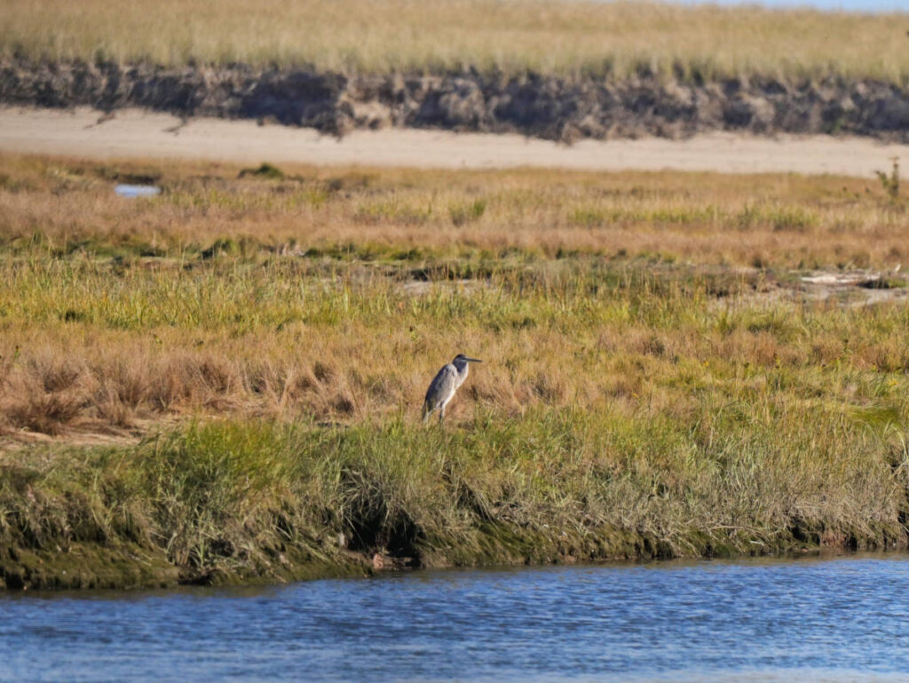Great Blue Heron in Estuary at Rachel Carson National Wildlife Refuge Wells Maine 1