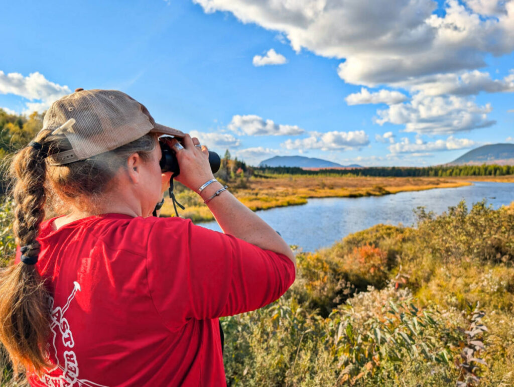 Looking for Moose with Northeast Whitewater Moose Tours Greenville Maine 1