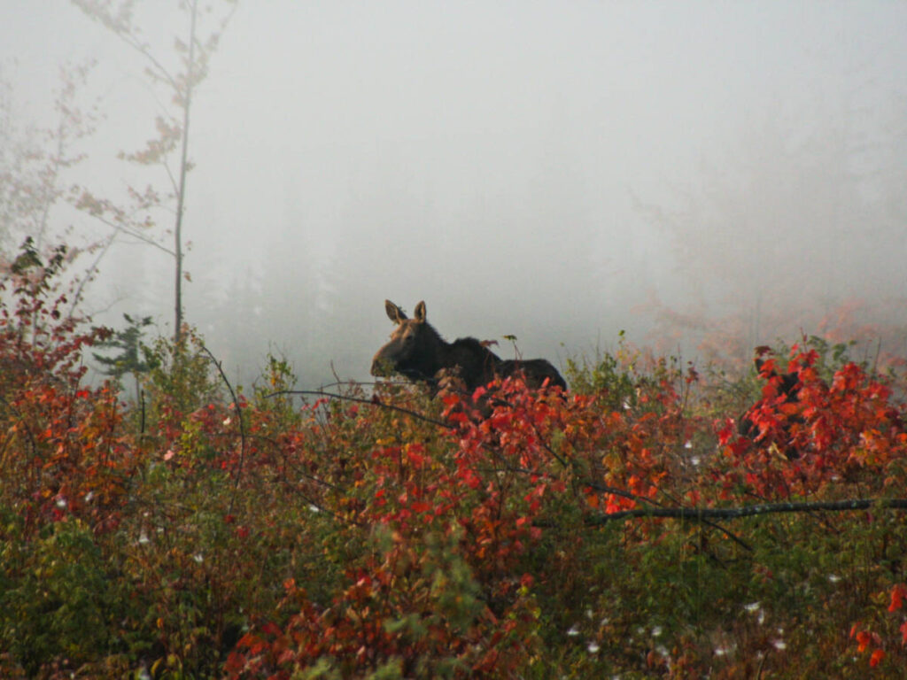 Moose in fall colors with Northeast Whitewater Moose Tours Greenville Maine 1