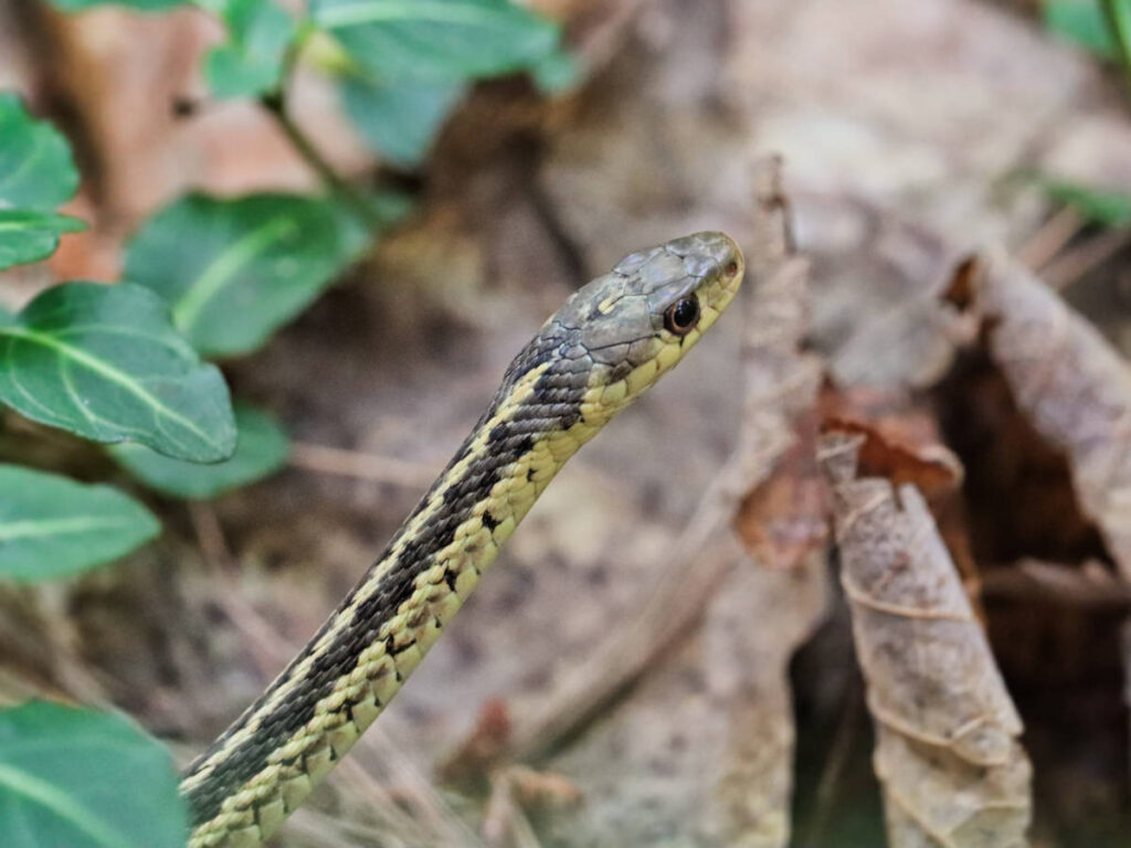Snake in Fall Leaves at Bradbury Mountain State Park Freeport Maine 1