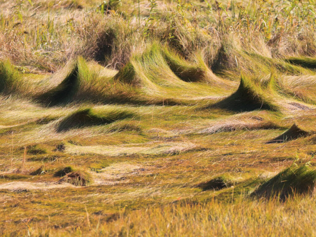 Tidal Grasses at Rachel Carson National Wildlife Refuge Wells Maine 1